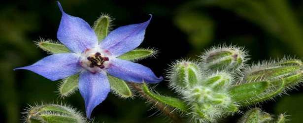 Borage Oil For Anxiety